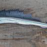 Kali Pertama Sejak 1996, Lancetfish Kanibal Langka Tampakkan Diri di San Diego