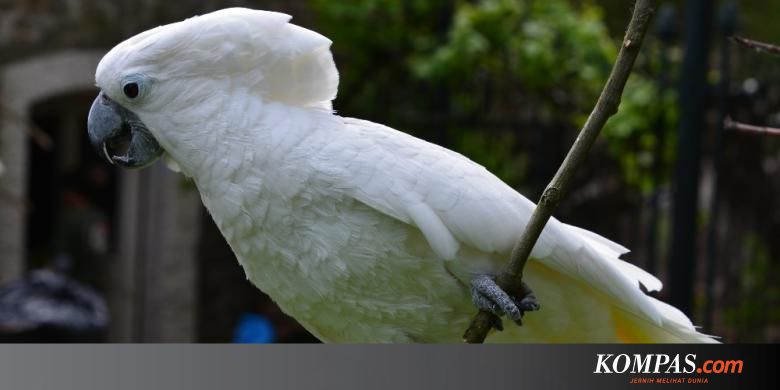 Diungkap, Dua Jenis Burung Indonesia yang Paling Banyak ...