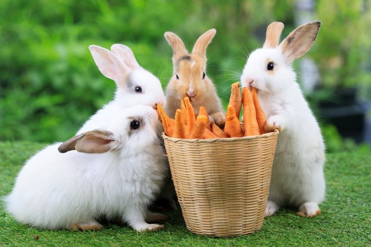 Ilustrasi kelinci memakan wortel.