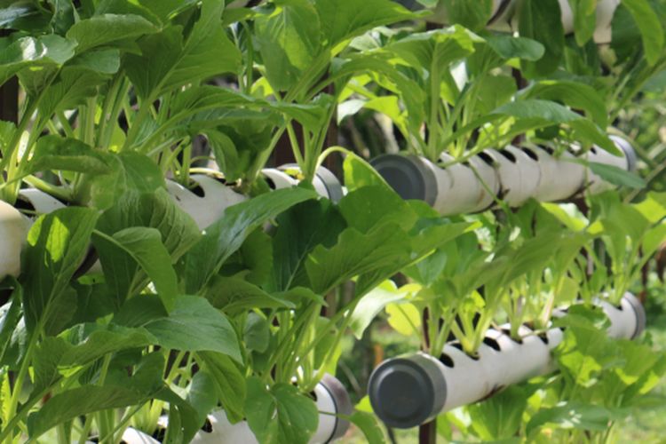 Ilustrasi budidaya tanaman dengan sistem vertikultur. 