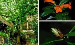 BRIN Identfikasi Spesies Baru Rhododendron yombuwurii di Sulawesi Tengah