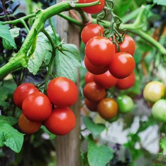 Ilustrasi tanaman tomat.