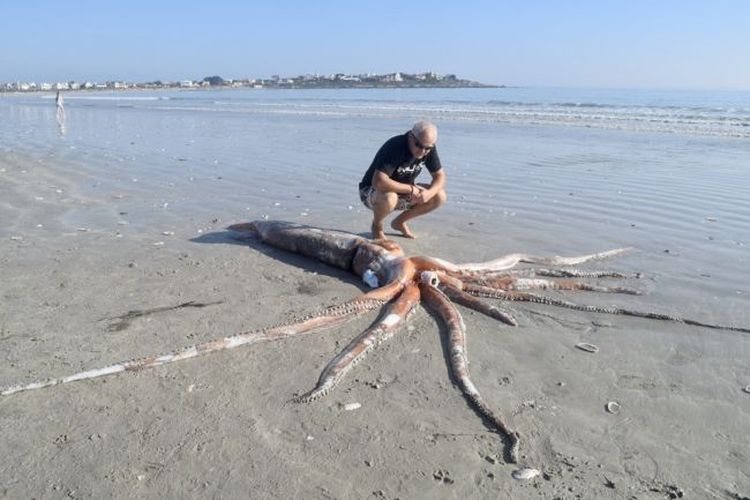 Cumi-cumi raksasa berukuran lebih dari 4 meter ditemukan dalam kondisi mati di Golden Mile Beach di Britannia Bay, Afrika Selatan.