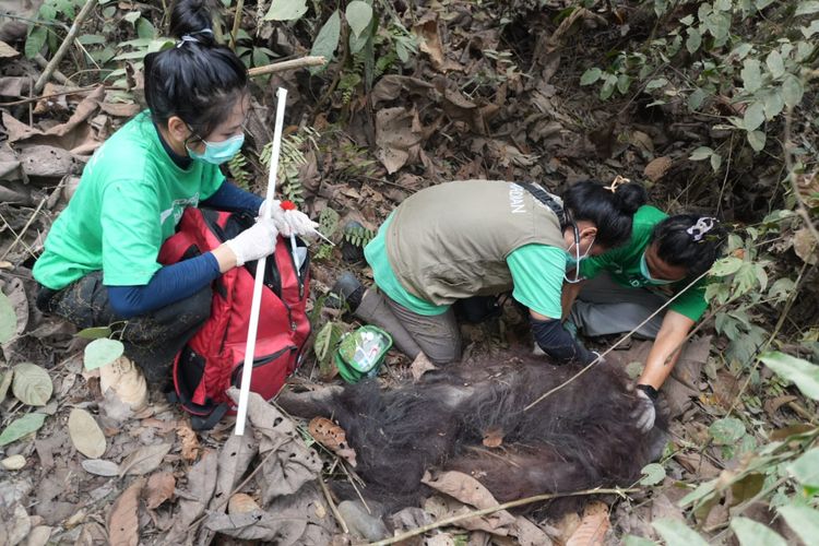 Sering Mondar-mandir di Jalan Hauling Perusahaan, Orangutan Raksasa di Kutim Akhirnya Dievakuasi