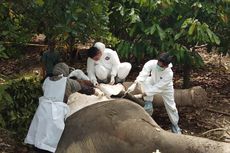 BKSDA Sebut, Gajah yang Mati dengan Belalai Terbakar Diduga Diracun