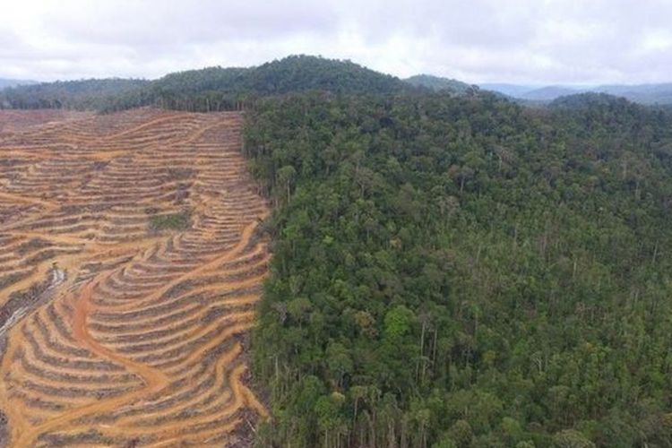 Hutan di Laman Kinipan, Kabupaten Lamandau, Kalimantan Tengah beralih fungsi.