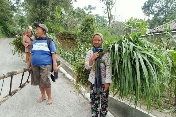 Warga desa di Kecamatan Tamansari, Boyolali, Jawa Tengah saat mencari pakan ternak yang terkena abu vulkanik, Kamis (28/1/2021).