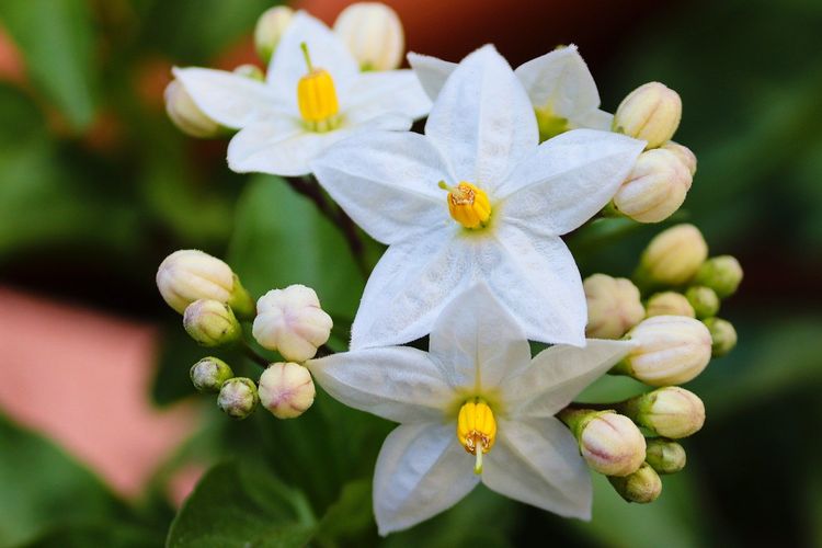 Ilustrasi bunga star jasmine.