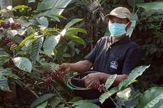 Imbas Banyak Kafe Tutup, Harga Kopi Robusta di Kendal Anjlok