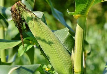 Ubah Limbah Jagung Jadi Cuan, Dekranasda Sumbawa Gandeng BRIDA