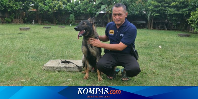 7 Hewan Yang Kerap Dimanfaatkan Untuk Membantu Manusia Halaman All Kompas Com