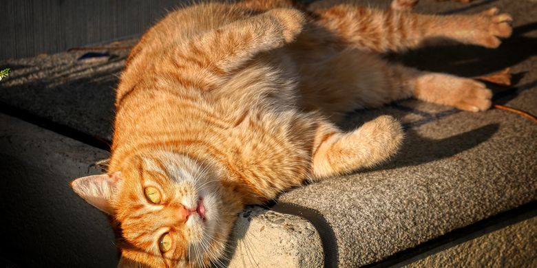 Kucing Berguling Guling Di Lantai Dan Tanah Pertanda Apa Halaman All Kompas Com