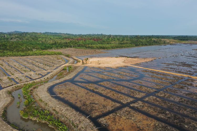 Lahan mangrove yang diubah menjadi perkebunan kelapa pandan oleh oknum pengusaha di Nunukan Kaltara. Meski prosesnya berjalan lamban, polisi memastikan perkara dugaan pembabatan sekitar 80 hektar mangrove menjadi atensi Kapolda Kaltara