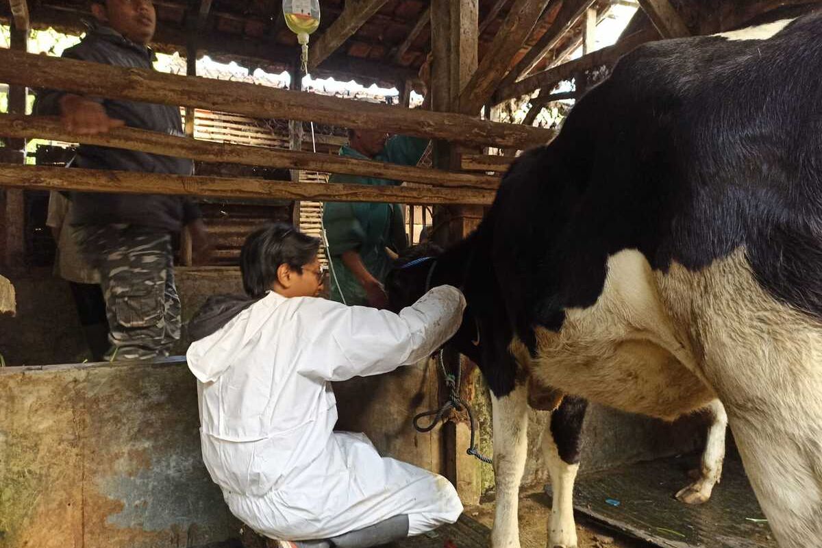 PMK di Kabupaten Bandung terus meningkat. Saat ini 7.188 ekor hewan ternak positif terjangkit PMK. Peta penyebaran mencapai 30 Kecamatan dan 81 Desa.