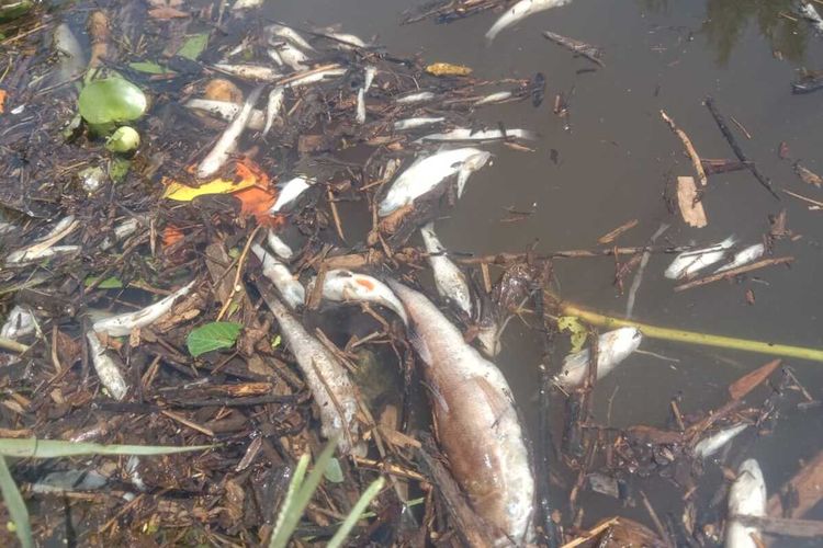 Ribuan ikan mati di Sungai Penago, Kabupaten Seluma, Provinsi Bengkulu
