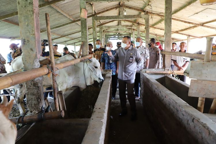 Bupati Purworejo, Jawa Tengah, Agus Bastian, memantau langsung pemberian vaksinasi PMK diwilayahnya. Hal ini dilakukan untuk memastikan agar vaksinasi tepat sasaran. 