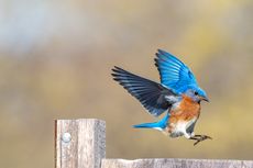 Menelaah Usia Maksimal Rata-rata dari Burung