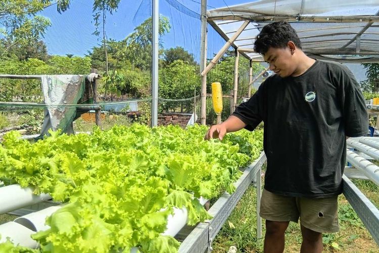 Belajar Lewat Tutorial Online, Dua Pemuda di Labuan Bajo Panen Cuan dari Selada Hidroponik