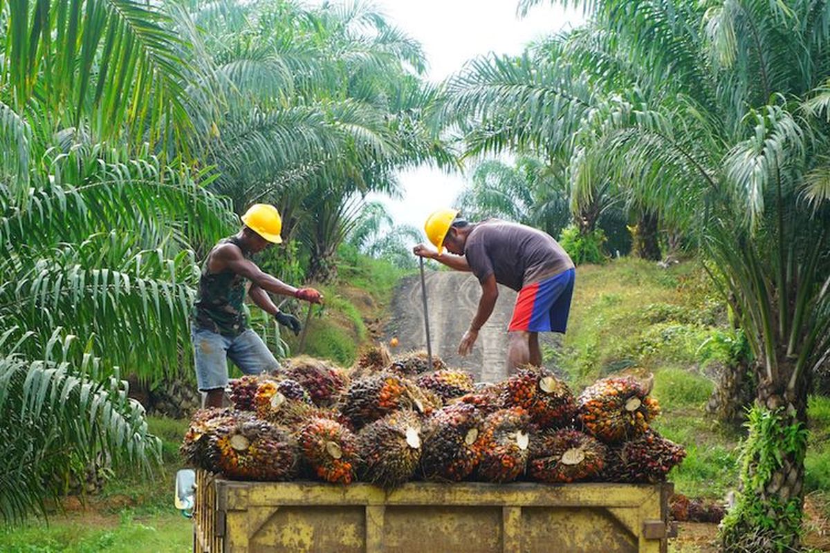Ilustrasi panen hasil perkebunan kelapa sawit