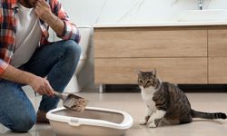 Ternyata Ini Cara Melatih Kucing Pup di Bak Pasir
