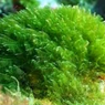 Eutrofikasi: Penyebab dan Jenis-jenisnya