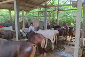 Pagi Jadi Kades, Sore Cari Rumput untuk Sapi Kurban, Kisah Aji yang Kini Kebanjiran Pesanan dari Luar Kota