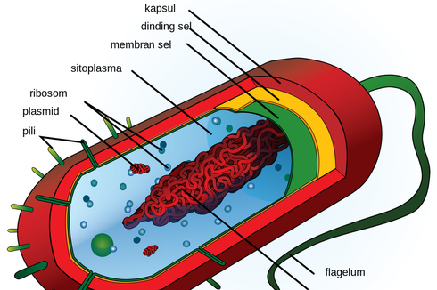 Sel Prokariotik: Ciri-Ciri, Struktur, dan Contohnya