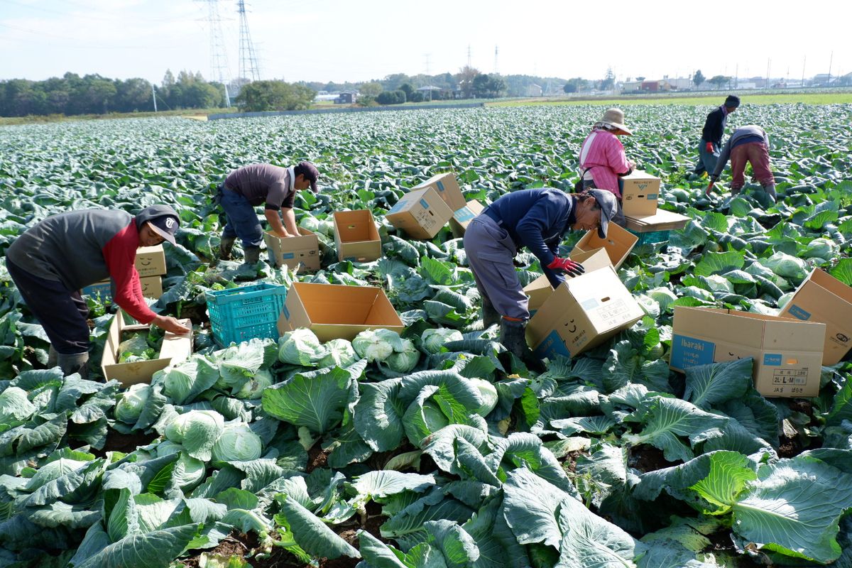 Petani sayuran di Jepang. (KARAKSA MEDIA)