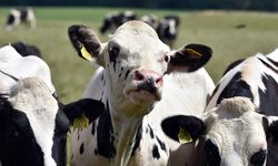 Resistensi Antimikroba Berpotensi Rugikan Ekonomi Global 100 Triliun Dolar AS