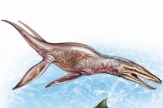 Mirip Paus Pembunuh, Dinosaurus Ini Ternyata Predator Laut Zaman Jurassic