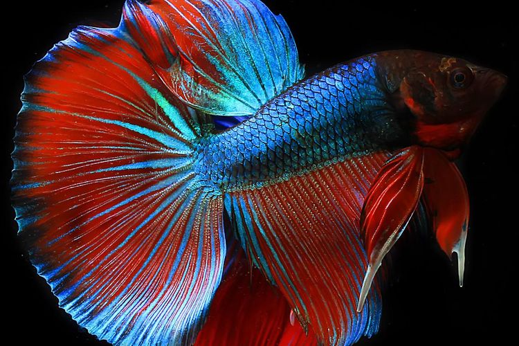 Ilustrasi ikan cupang. 