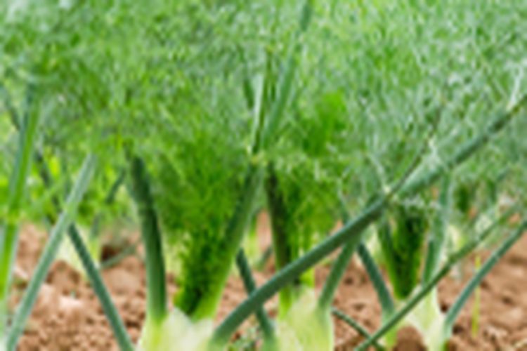 Ilustrasi budidaya tanaman adas