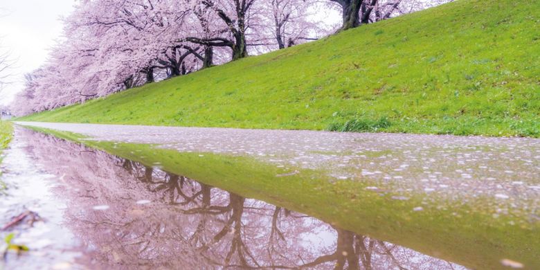 Cara Jepang Mengetahui Mekar Bunga Sakura Dengan Tepat