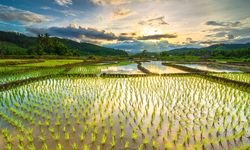 Modernisasi Pertanian, Kementan Dorong Listrik Masuk Sawah