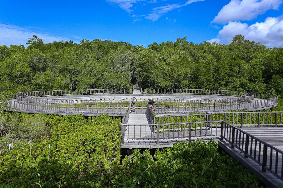 Pengunjung melihat vegetasi tanaman bakau atau mangrove di Taman Hutan Raya (Tahura) Ngurah Rai, Bali, Senin (6/5/2024).