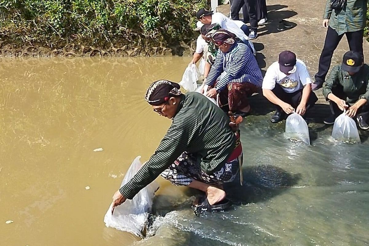 Penyebaran benih ikan tawes dan nilem di sungai beberapa waktu lalu