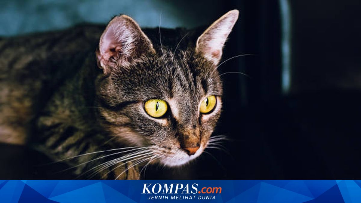 10 Fakta Menarik tentang Penglihatan Kucing