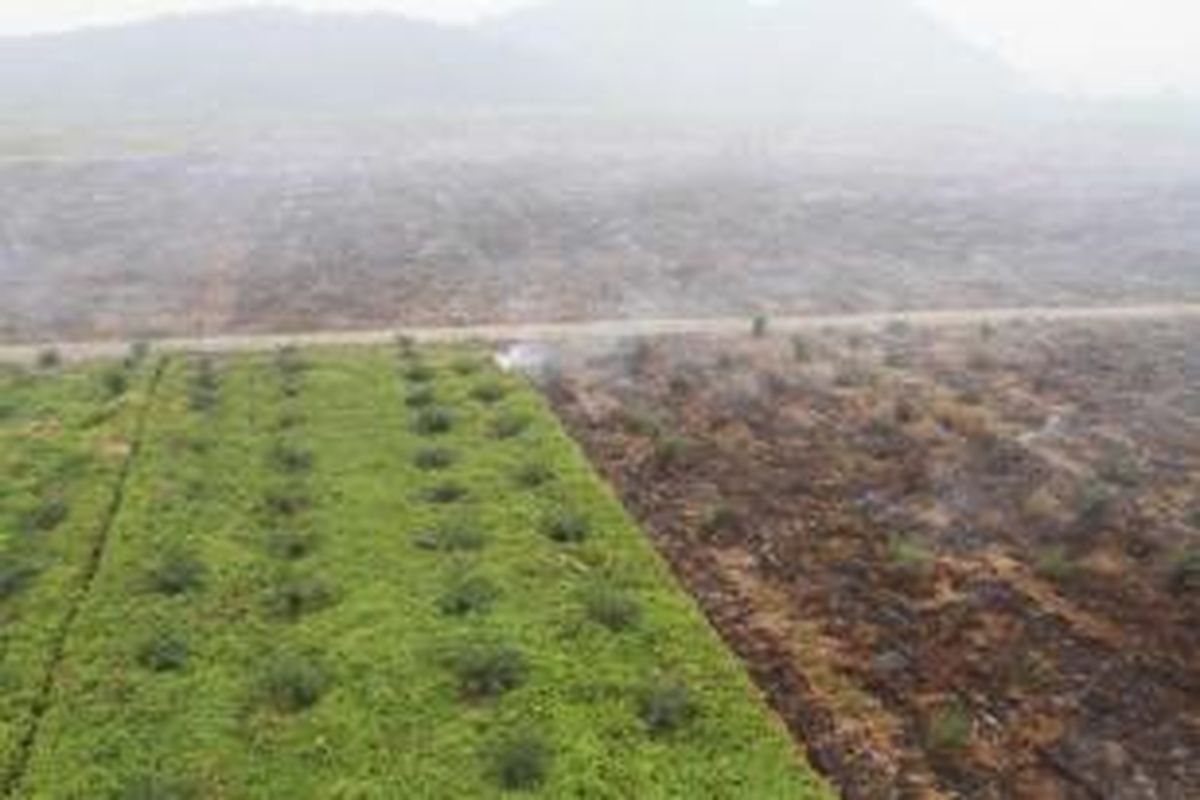 Perkebunan kelapa sawit di Kabupaten Kubu Raya, Kalimantan Barat, terlihat terbakar, Minggu (20/9/2015). Kebakaran terpantau melalui patroli udara Badan Nasional Penanggulangan Bencana.