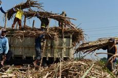 Tanam Tebu Tak Menarik, Petani Beralih ke Tanaman Lain