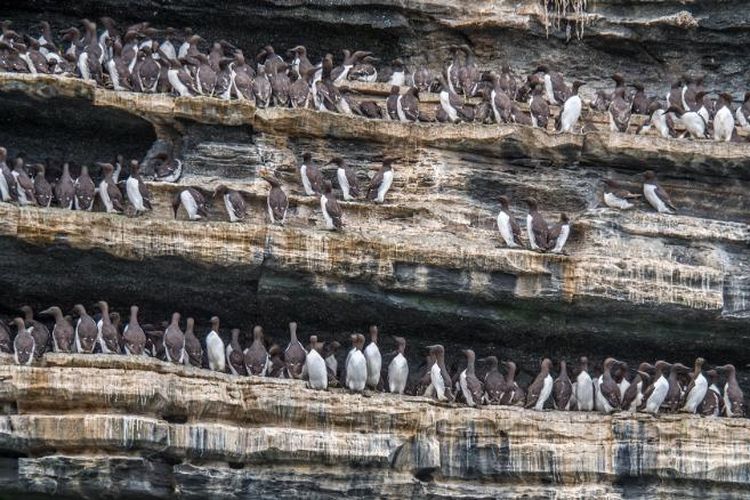 Koloni burung Murre