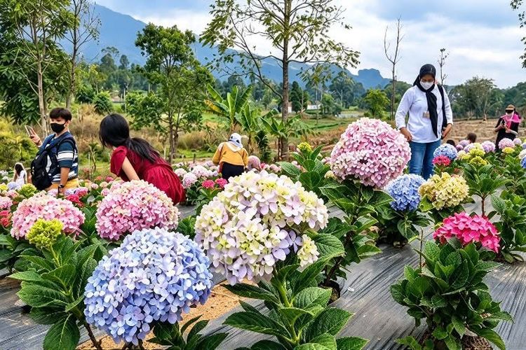 Pesona Bukit Hortensia Majalengka, Taman Bunga Warna-warni di Lereng Gunung Ciremai