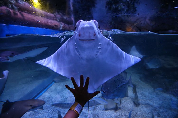 Pengunjung berlibur di wisata Jakarta Aquarium pada akhir pekan, Sabtu (24/11/2018). Destinasi wisata baru di pusat perbelanjaan NeoSoho, Jakarta Barat, ini menampilkan 600 satwa air dan darat dari Asia Pasifik.