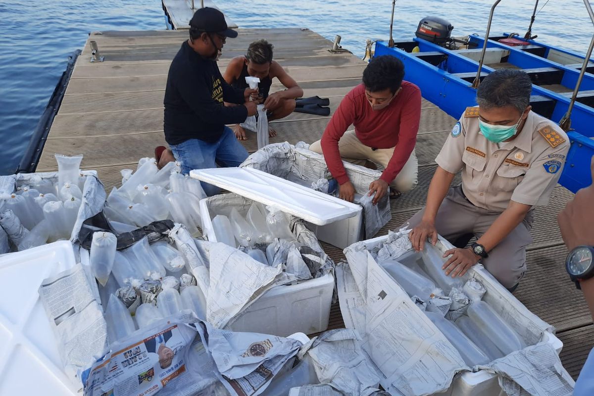 Sebanyak 32.400 benih lobster ilegal dalam proses dilepasliarkan di kawasan perairan konservasi oleh tim Balai Pengelolaan Sumberdaya Pesisir dan Laut Denpasar (BPSPL), Denpasar, Jumat (12/6/2020).