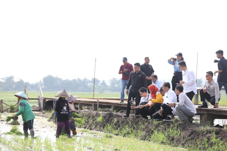 Mantan Presiden Republik Indonesia Joko Widodo (Jokowi) mengunjungi lokasi pengembangan Biosalin di Kelurahan Mangunharjo, Kecamatan Tugu, Semarang, Jawa Tengah (Jateng), Sabtu (18/1/2025).