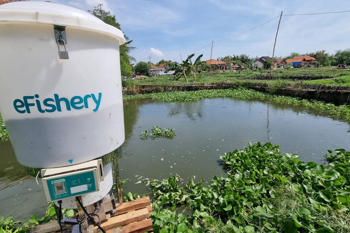 eFishery Bantu Pembudidaya Milenial Asal Cirebon Raup Untung Hingga 3 Kali Lipat