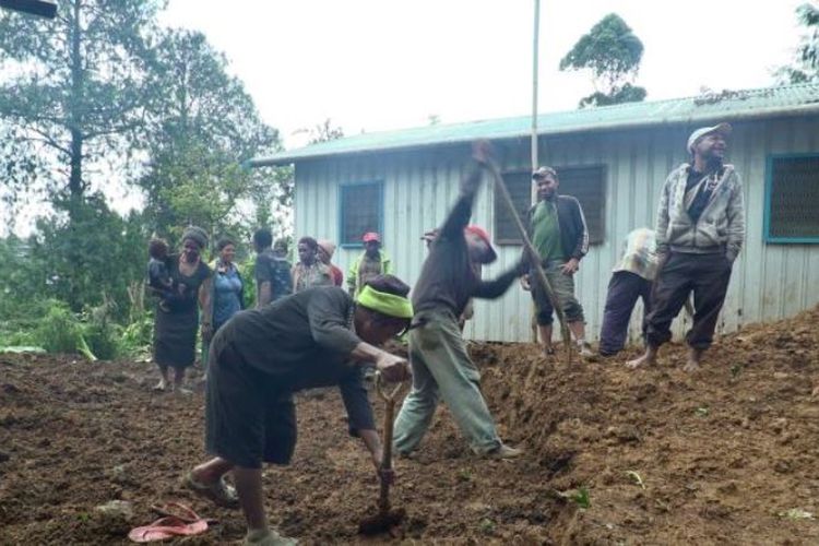 Warga setempat melakukan penggalian di lokasi rumah yang tertimbun longsor akibat gempa. (ABC News/Bethanie Harriman)