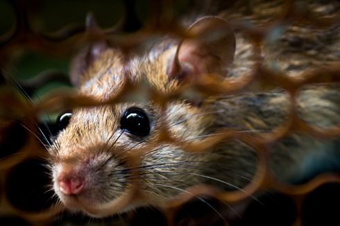 Mobil Jarang Dipakai Selama PSBB, Hati-hati Bisa Jadi Sarang Tikus