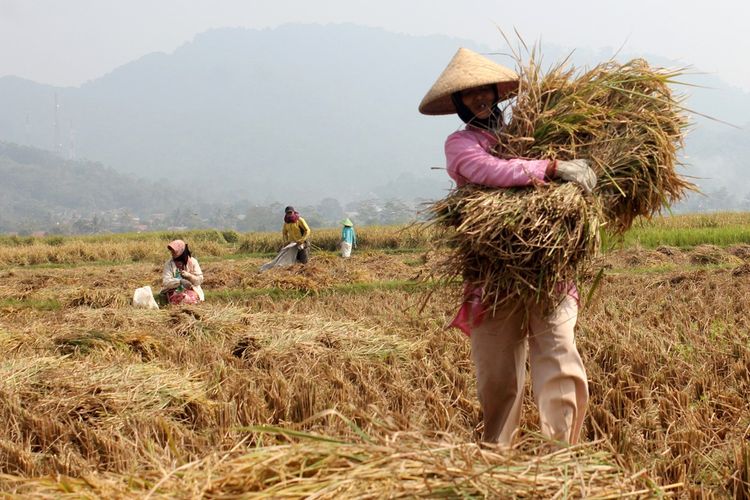 Seorang petani tengah memanen padi di wilayah Cibeber, Cianjur, Jawa Barat, Selasa (02/07/2019). Petani setempat mengaku produksi padi menyusut hingga 50 persen akibat kemarau dan tanggul jebol.