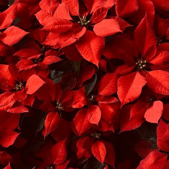 Descripción de Poinsettias o Red Kastuba Houseplants. 