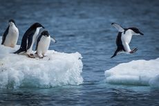 Alasan Tubuh Penguin Berwarna Hitam Putih